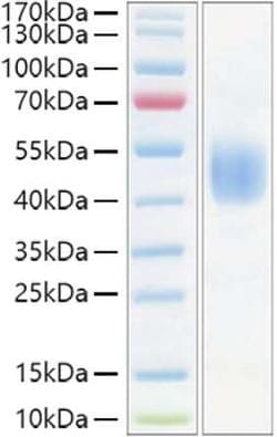 Novus Biologicals&trade;&nbsp;Recombinant Mouse CD24 Fc Protein